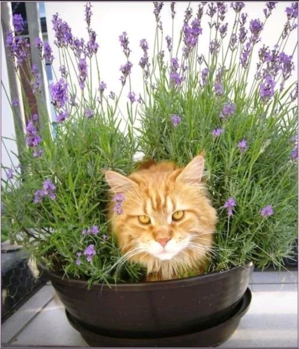 ​Как защитить растения в горшках от кошки