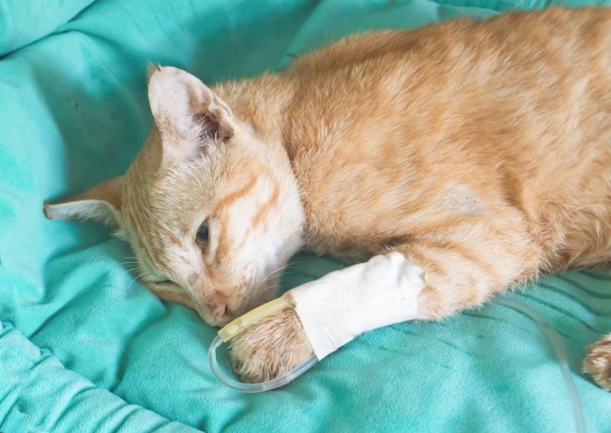 Сепсис у кошки - симптомы и лечение