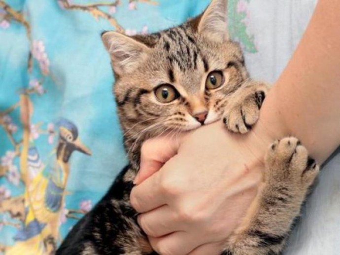 В чем опасность укусов кошек для человека В чем опасность укусов кошек для человека