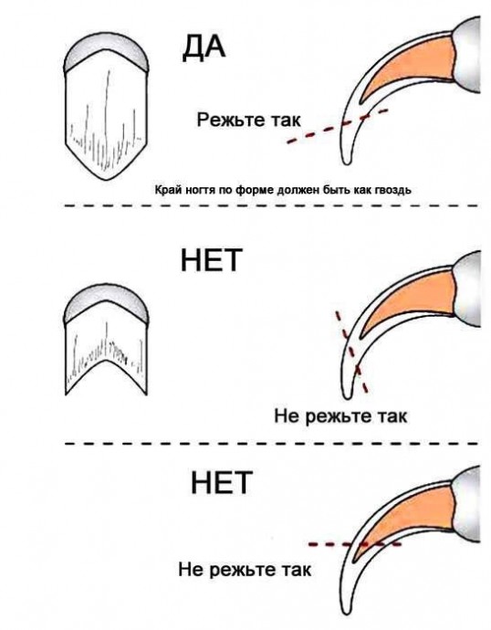 ​Стрижем когти своему любимцу правильно