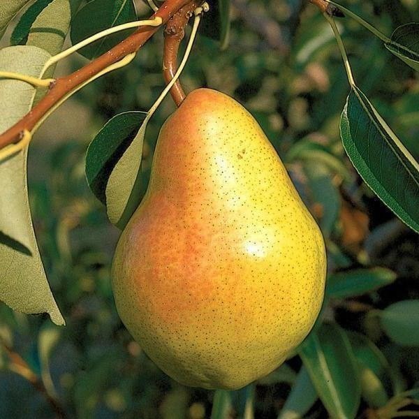 Как посадить грушу, чтобы быстро получить урожай Как посадить грушу, чтобы быстро получить урожай