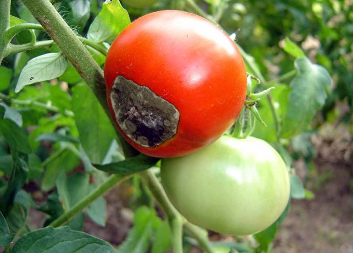 Старинный приём для защиты томатов от фитофторы