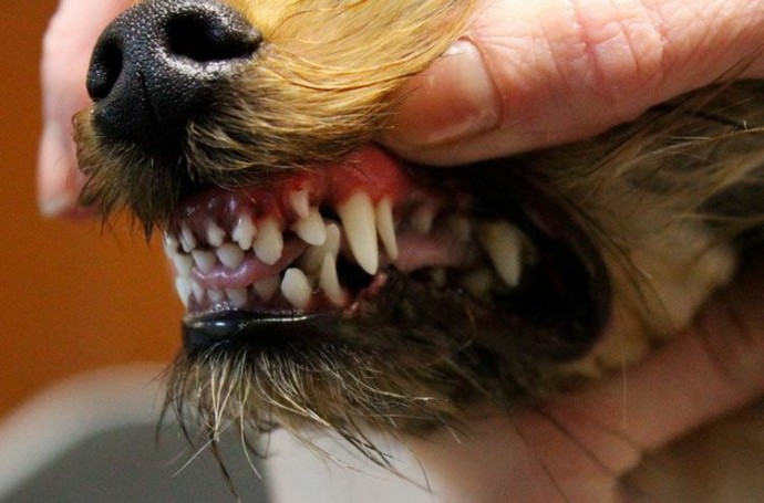 Лишние зубы у собаки - откуда они берутся, как понять их наличие, и что с этим делать