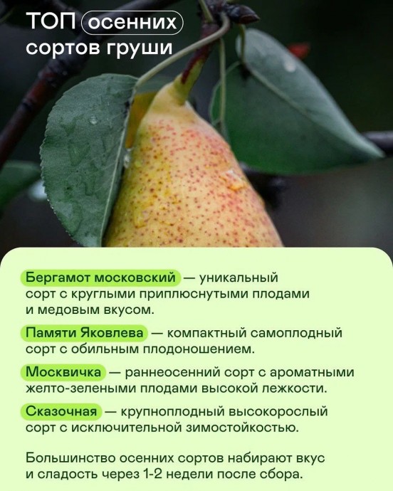 ​Самые сладкие сорта груши