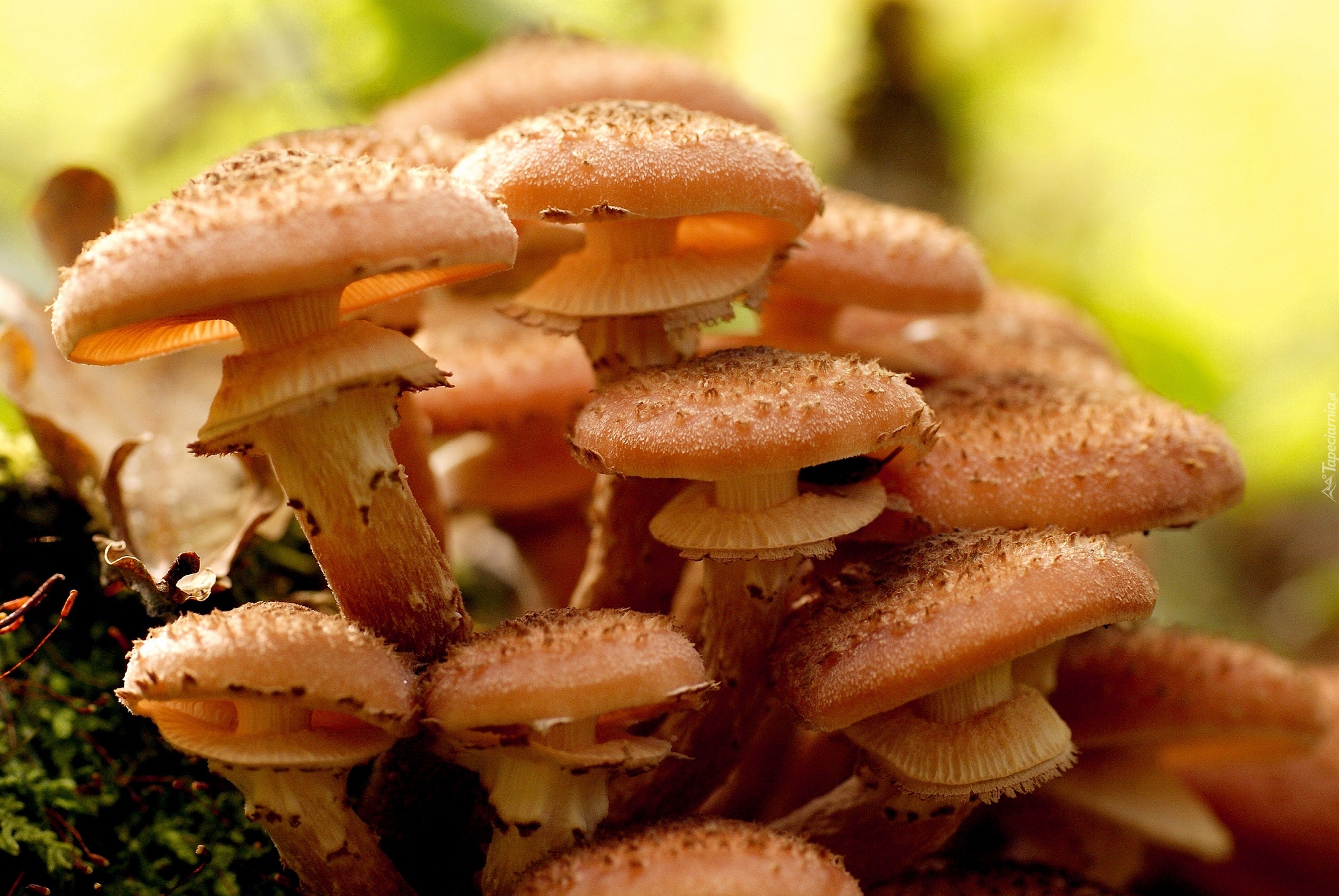 Грибы опята есть. Опенок осенний (Armillaria mellea; Armillaria Borealis. Осенние опята ложные. Опята грибы. Чешуйчатка намеко.