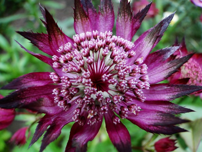 ​Астрaнция крупная (Astrantia major): что стоит о ней знать