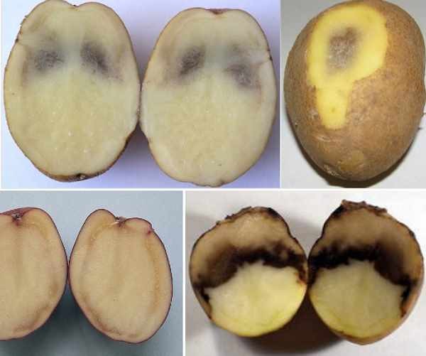 Как понять, что картофель замерз и испорчен