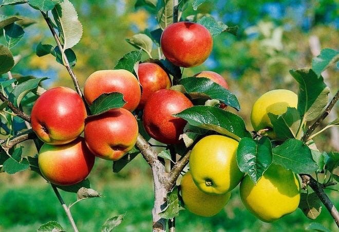 ​Как привить яблоню несколькими сортами