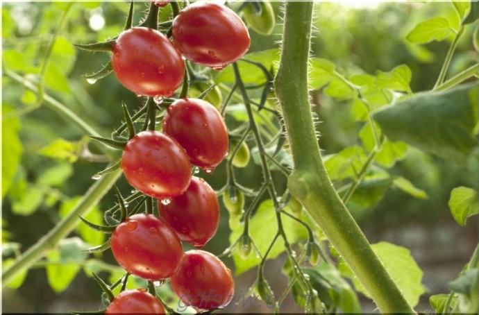 5 маленьких секретов выращивания вкусных томатов