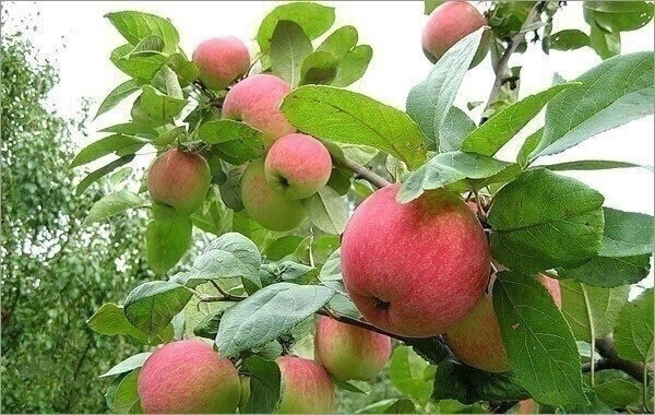 Обрезка плодовых деревьев Обрезка плодовых деревьев