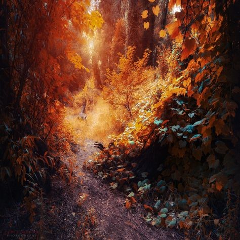 Как обмануть автоматику смартфона для волшебных снимков Как обмануть автоматику смартфона для волшебных снимков