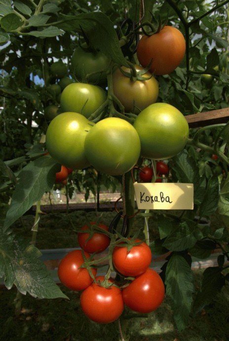 Не томат, а золото: найден помидор, который плодоносит до самого снега