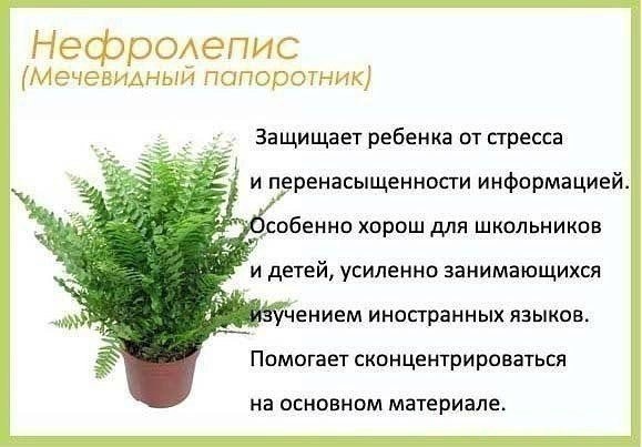 ​Лучшие цветы в детскую комнату