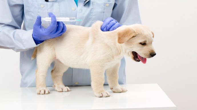 Первые прививки щенкам - в каком возрасте делать, от каких заболеваний, правила вакцинации