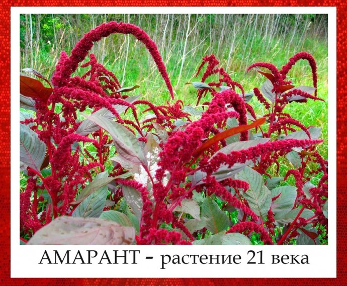 ​Что стоит знать об амаранте