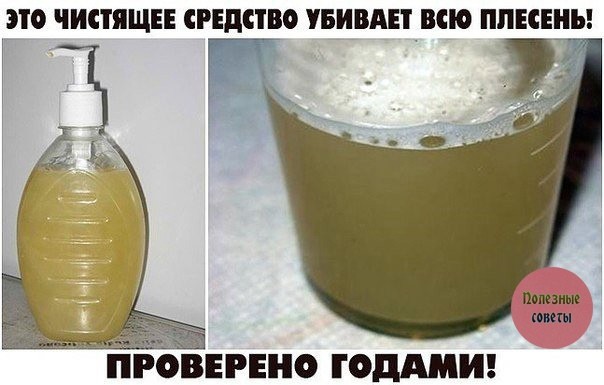 Проверенное средство от плесени Проверенное средство от плесени