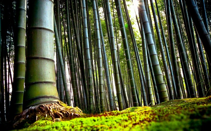 ​Что нужно знать о бамбуке, когда ваши усилия начинают казаться пустыми