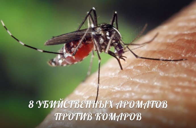 ​Убийственные ароматы против комаров