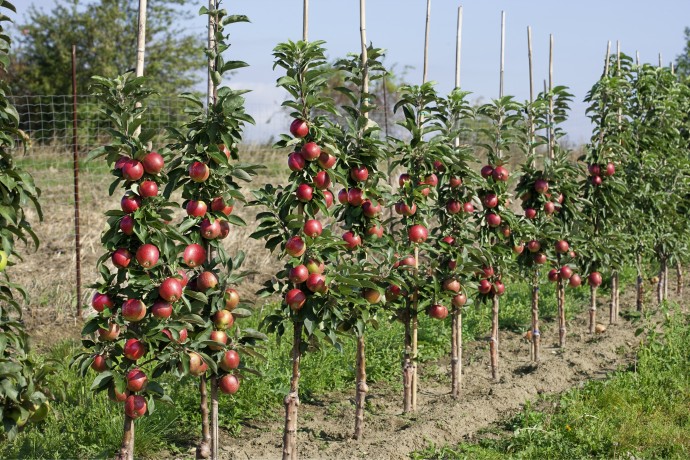 Яблони высокие, карликовые и колоновидные: какие лучше