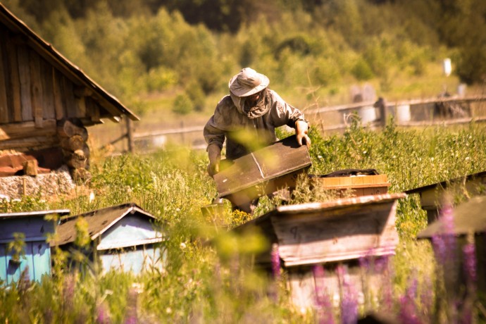 Как опытные пасечники отличают натуральный мёд от суррогата