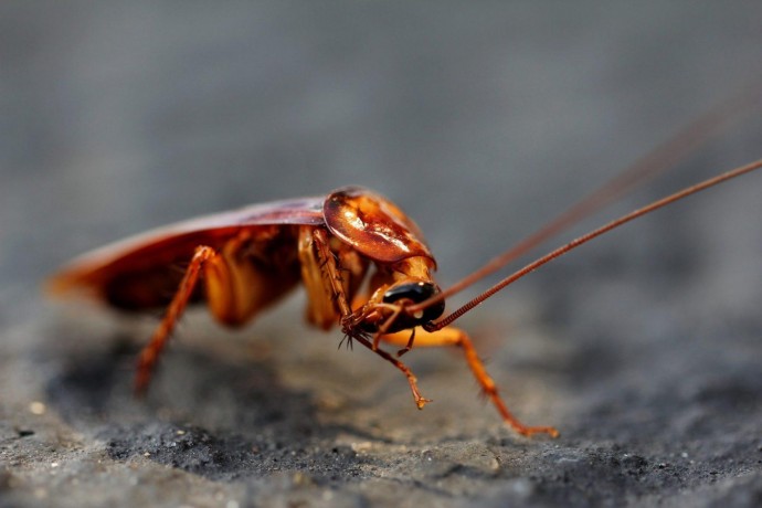 ​Почему в доме могут появиться тараканы