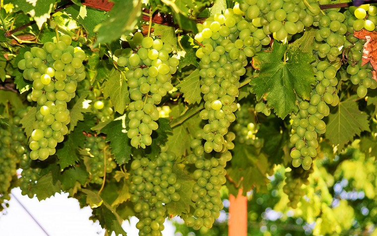 ​Как удобрять виноград эффективно