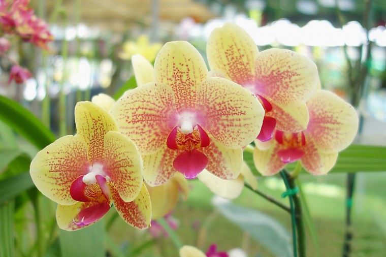 ​Лучшее удобрение для орхидей