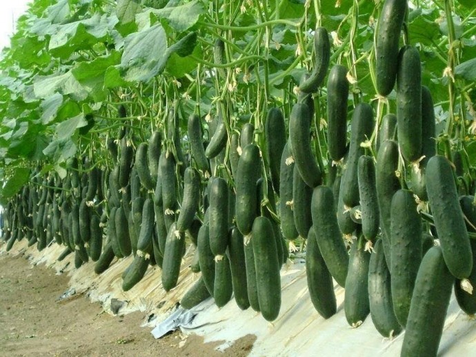 Всё, что нужно знать об огурцах Всё, что нужно знать об огурцах