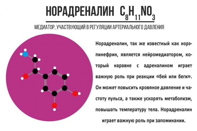 ​Что стоит знать про нейромедиаторы