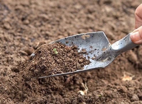 Лук и морковь: сажаем и сеем под зиму Лук и морковь: сажаем и сеем под зиму