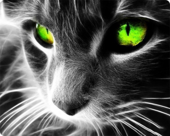 Кошка как одно из самых магических животных Кошка как одно из самых магических животных