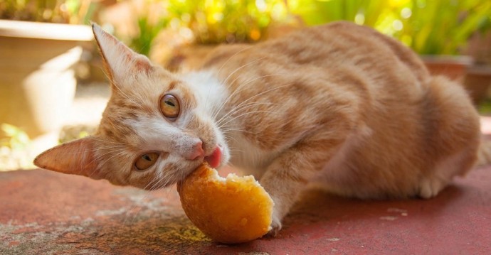 Можно ли кошкам хлеб и какие могут быть последствия для здоровья