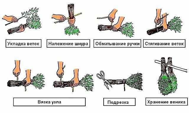 ​Как и когда заготавливать банные веники