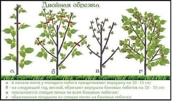 Двойная обрезка малины по Cоболеву Двойная обрезка малины по Cоболеву