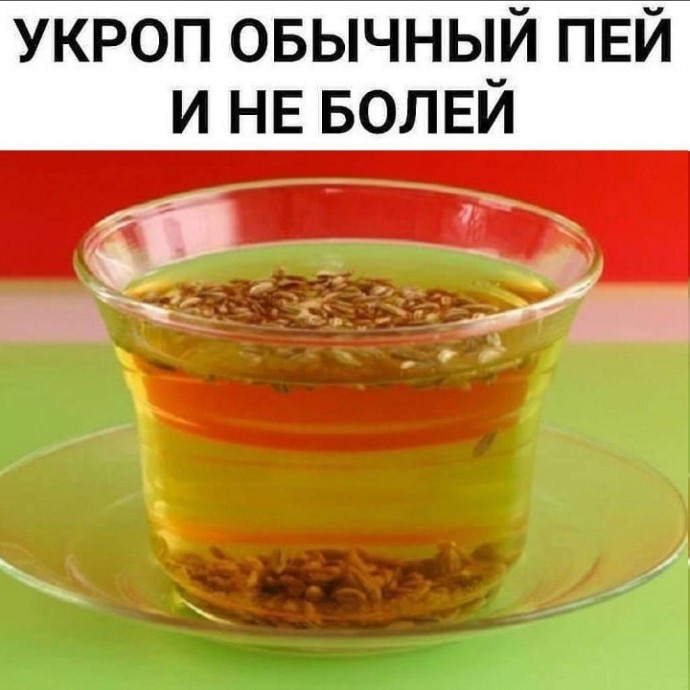 ​Укроп обычный пeй и не болeй