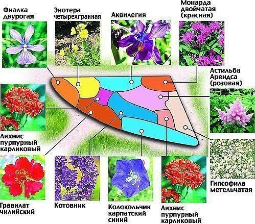 ​Как составить красивые клумбы из многолетних цветов