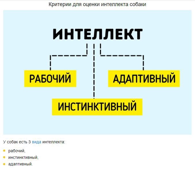 ​Какие породы собак самые умные