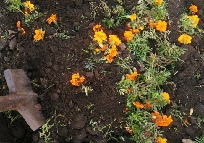 ​Закапывание бархатцев в грядки осенью: простой и эффективный агроприём