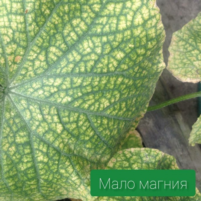 Чего не хватает огурцам Чего не хватает огурцам