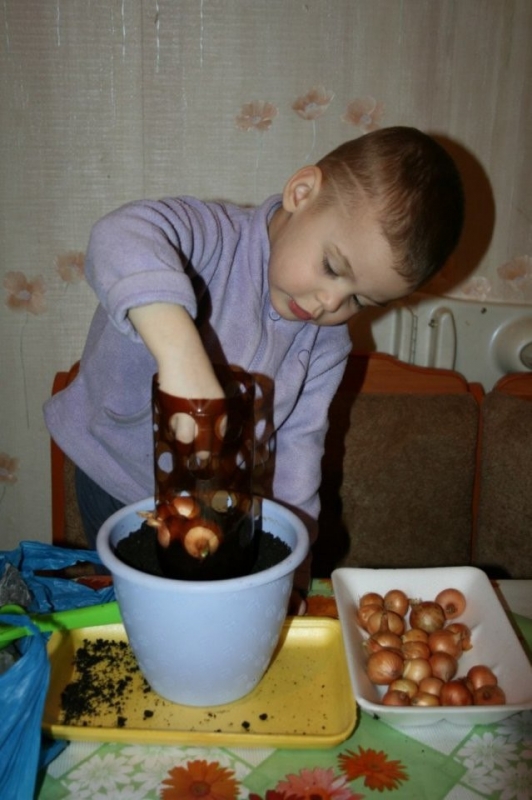 Лёгкий способ вырастить зелёный лук на подоконнике