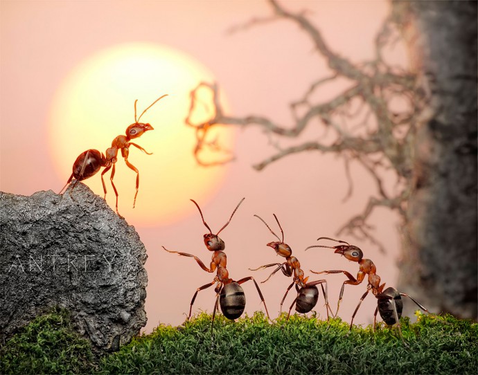 ​Простой способ не пустить муравьёв в дом