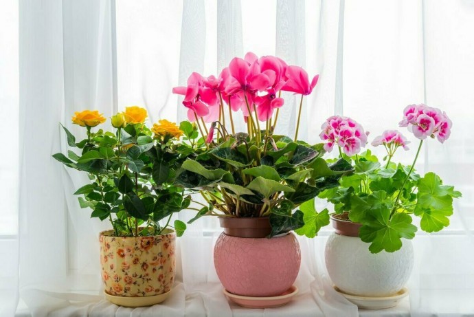 ​Чем подкармливать комнатные растения
