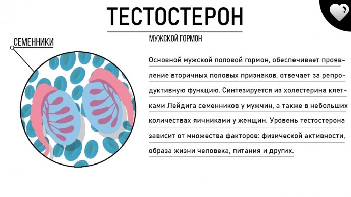 ​Просто о гормонах или как не запутаться в понятиях