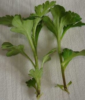 Как вырастить хризантему из букета Как вырастить хризантему из букета