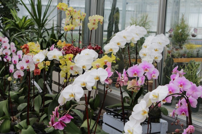 Пошаговая инструкция по пересадке фаленопсиса (орхидеи) для бурного и продолжительного цветения