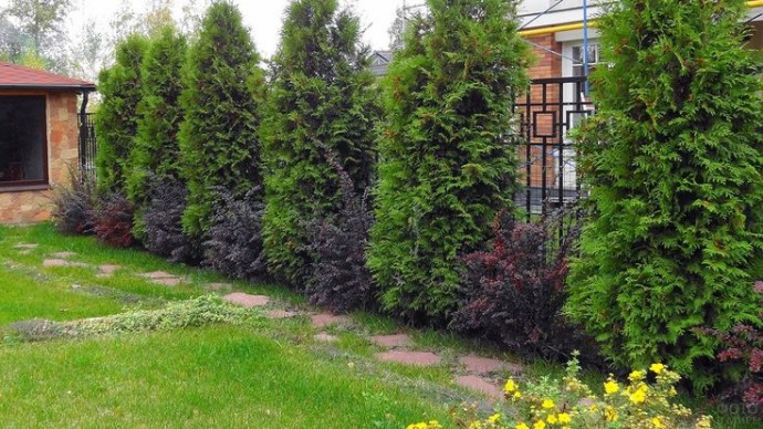 Живая изгородь из хвойных деревьев Живая изгородь из хвойных деревьев