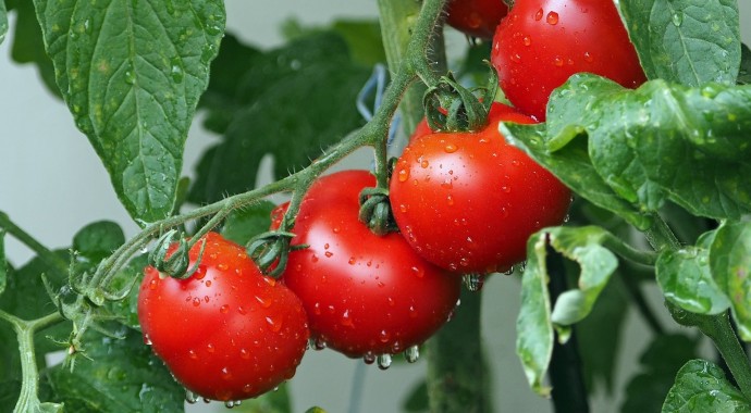 ​5 рецептов подкормок для томатов