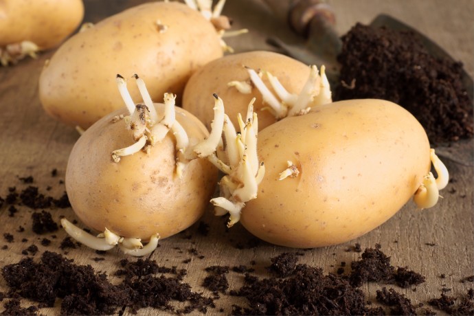 ​Как замедлить прорастание картофеля