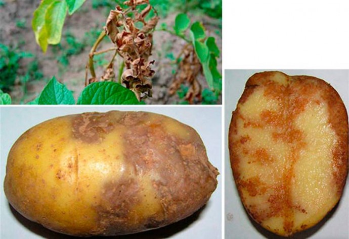 ​Какое соседство для картофеля будет губительным: намучаетесь бороться с фитофторой