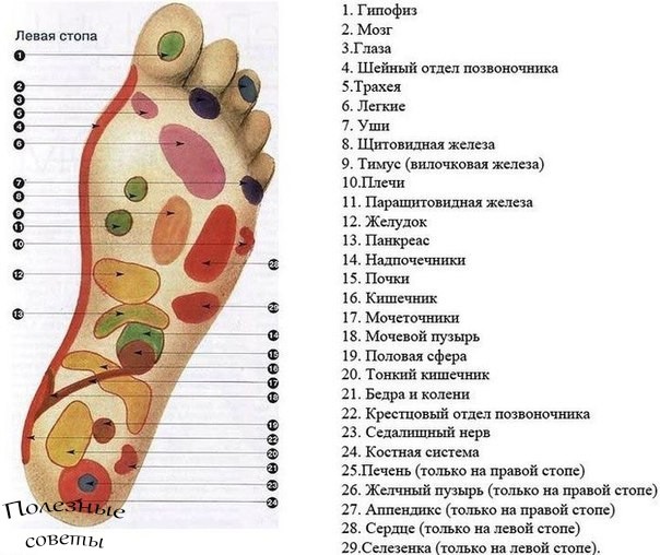 Массаж стоп необходим для улучшения здоровья и профилактики различных заболеваний Массаж стоп необходим для улучшения здоровья и профилактики различных заболеваний